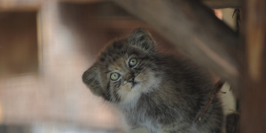 В Ленинградском зоопарке появился аудиогид с историями о диких кошках 